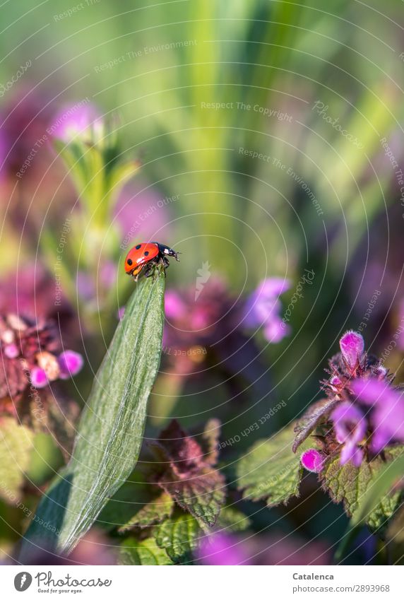 Ladybug on leaf tip Nature Plant Animal Spring Beautiful weather Flower Grass Leaf Blossom Wild plant Weed Stinging nettle Garden Meadow Beetle Ladybird 1