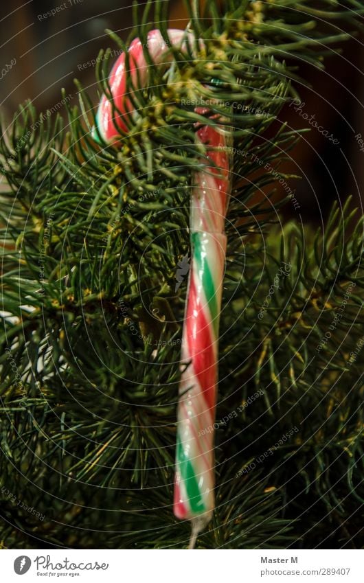 Sweet tree fruit Candy Christmas & Advent Nature Tree Decoration Happy Candy cane Multicoloured Beautiful Fir tree Fir branch Sugar Colour photo Interior shot