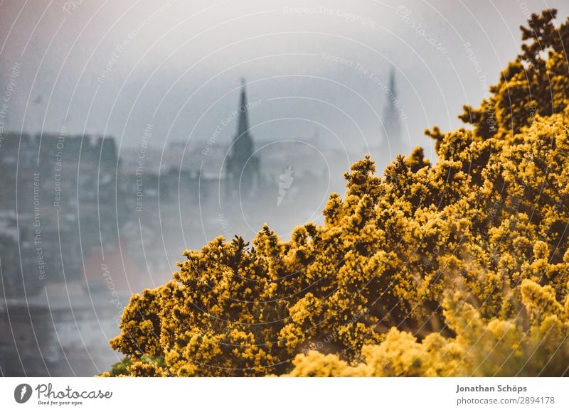 View to Edinburgh in the fog over gorse Vacation & Travel Freedom Hiking Environment Nature Landscape Plant Spring Bushes Esthetic Arthur's Seat Great Britain