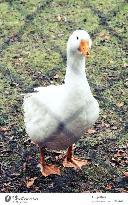 Hello Animal Farm animal 1 Stand Goose Roasted goose Meadow Nature Captured Free-range rearing White Beak Loneliness Think Shallow depth of field Colour photo