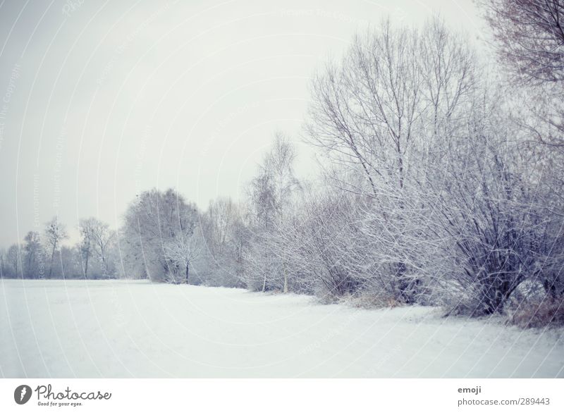 winter Environment Nature Landscape Sky Winter Snow Tree Bushes Field Bright Cold White Colour photo Subdued colour Exterior shot Deserted Copy Space top