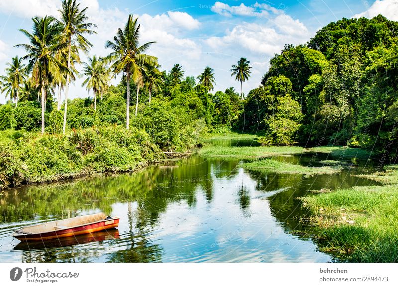 In the peace lies the strength tranquillity Contrast Light Day Exterior shot Colour photo Malaya River Virgin forest Water Landscape Nature Vacation & Travel