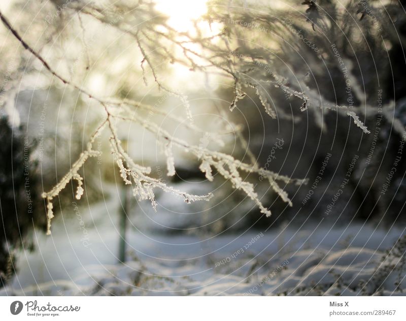 winter Nature Winter Beautiful weather Ice Frost Snow Tree Garden Cold White Branch Twig Hoar frost Colour photo Exterior shot Deserted Morning Dawn Light
