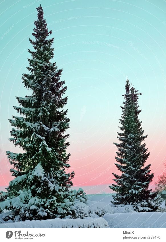 winter Nature Winter Beautiful weather Ice Frost Snow Tree Large Cold White Fir tree 2 Colour photo Multicoloured Exterior shot Deserted Copy Space top Morning