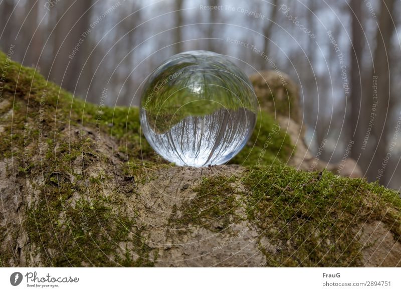 back to the roots | forest reflected in sphere Nature Forest plants flora rootstock Moss trees Go crazy Sphere reflection Spring Green naturally Day Deserted