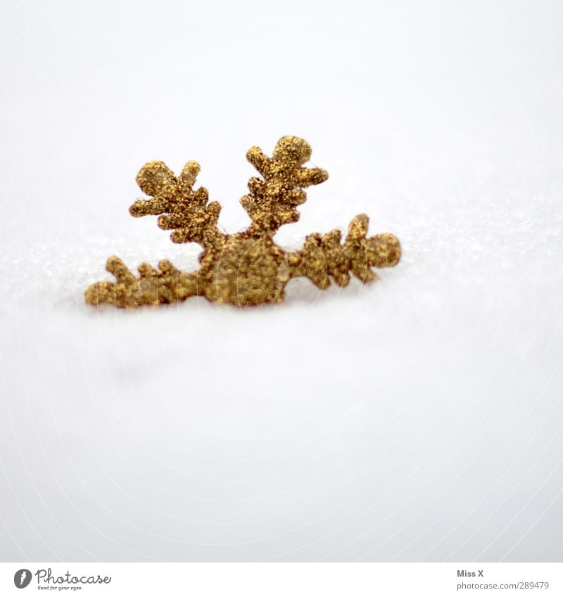 winter Christmas & Advent Winter Ice Frost Snow Gold White Snowflake Christmas decoration Colour photo Exterior shot Close-up Deserted Copy Space top