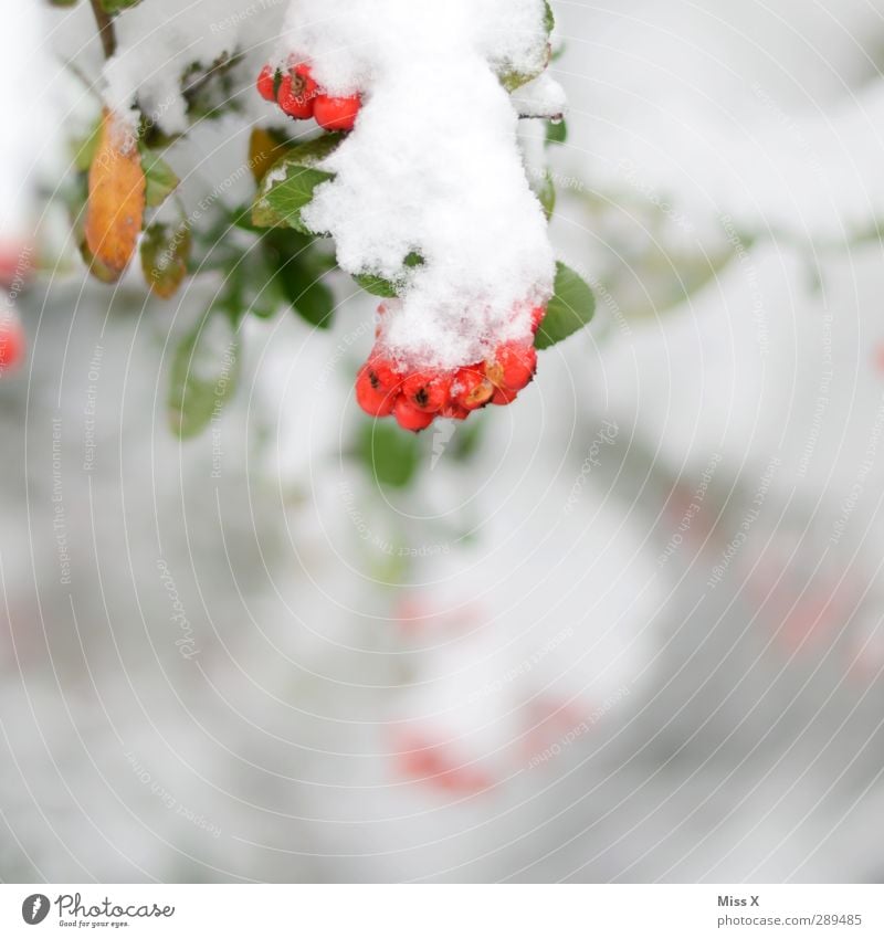 winter Winter Ice Frost Snow Plant Bushes Cold Red White Berries Colour photo Multicoloured Exterior shot Close-up Deserted Copy Space bottom