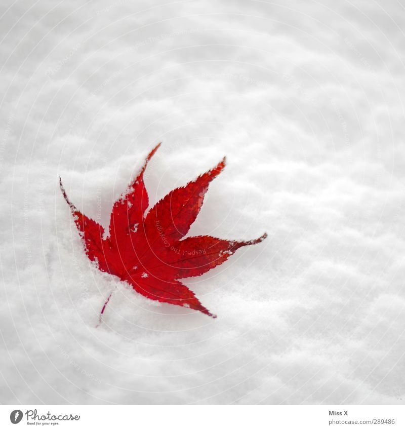 winter Winter Snow Leaf Cold Red Maple leaf Colour photo Multicoloured Exterior shot Close-up Deserted Copy Space right Copy Space top Neutral Background