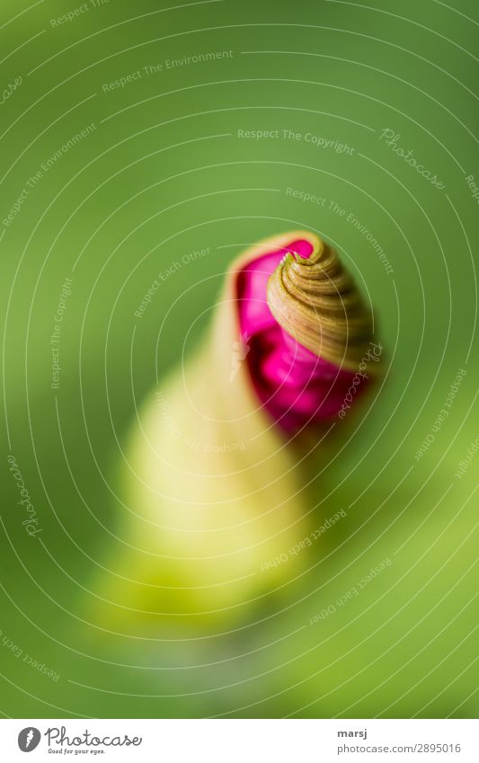 Soon they will curl again! Life Harmonious Nature Summer Plant Blossom Morning glory Spiral Natural Pink Joie de vivre (Vitality) Spring fever Anticipation