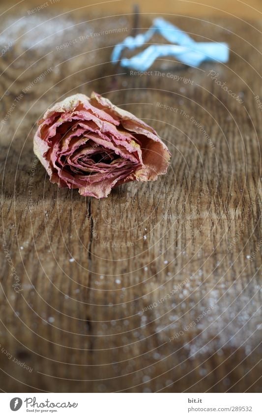 rose Decoration Feasts & Celebrations Valentine's Day Mother's Day Wedding Birthday Bow Kitsch Odds and ends Beautiful Dry Brown Pink Rose Rose leaves