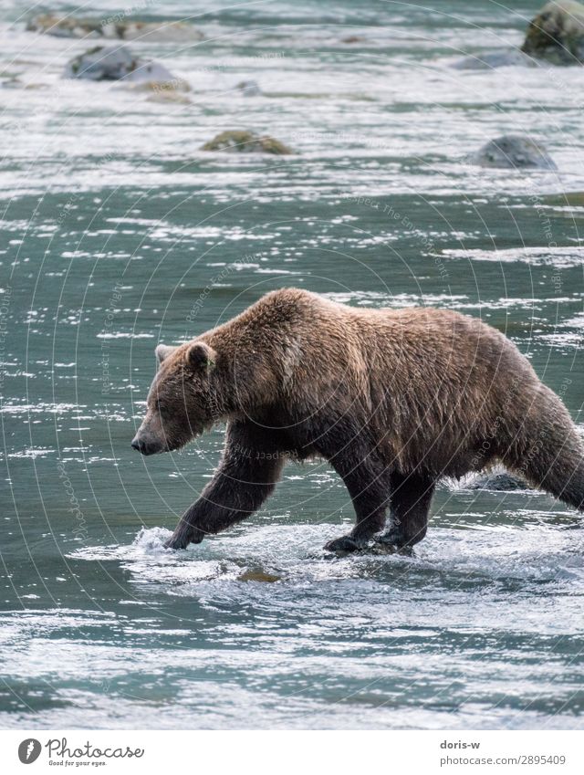 Brown bear on salmon catch Hiking Nature Water Animal Wild animal 1 Adventure Power Survive Bear Grizzly Fishing (Angle) River Alaska Canada Going Pelt