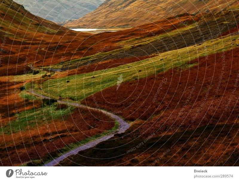 highland path Mountain Hiking Environment Nature Landscape Autumn Hill Canyon Scotland Deserted Brown Yellow Gold Green Orange Red Black Colour photo