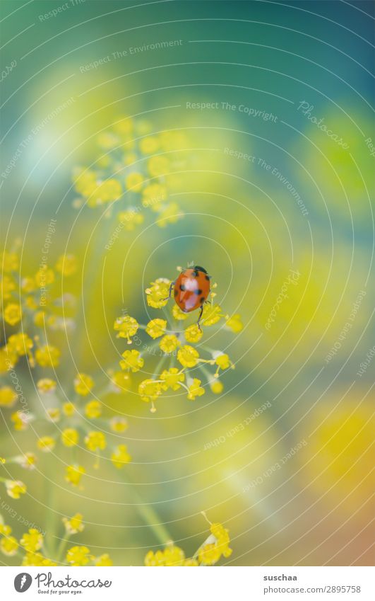 spring ladybird Flower Blossom Nature Garden out Spring Summer Wellness Exterior shot Plant herbaceous Dill Beautiful Insect Beetle Good luck charm Happy Easter