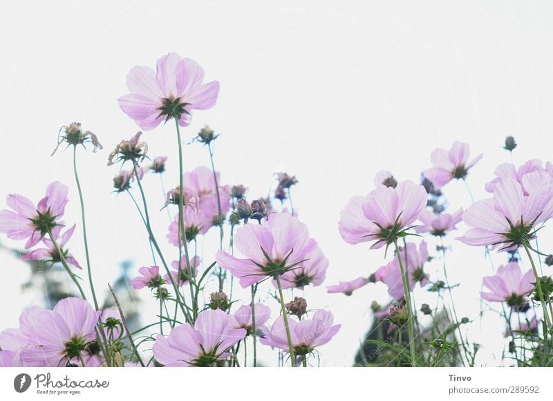 Oh no, but not / no last flower picture Plant Summer Flower Blossom Wild plant Green Violet Pink White Anemone Delicate Many Multiple Perspective Subdued colour