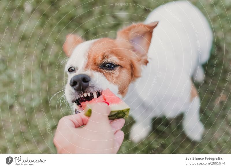 woman giving watermelon to her dog in the garden Fruit Eating Joy Happy Beautiful Relaxation Leisure and hobbies Summer Human being Feminine Young woman