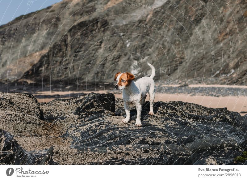 portrait of cute small dog at the beach. Standing on the rocks Lifestyle Joy Face Summer Beach Camera Friendship Nature Animal Hill Rock Coast Ocean Fur coat