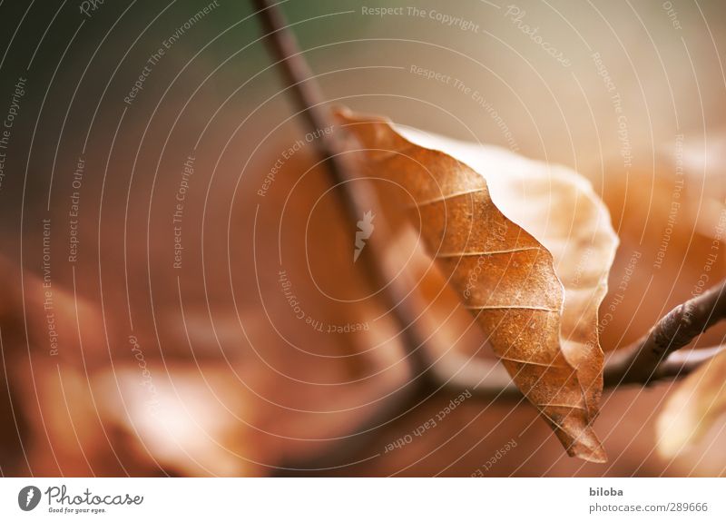 autumn Animal Tree Leaf Beech tree Brown White Exterior shot Close-up Macro (Extreme close-up) Pattern Structures and shapes Deserted Copy Space left Day