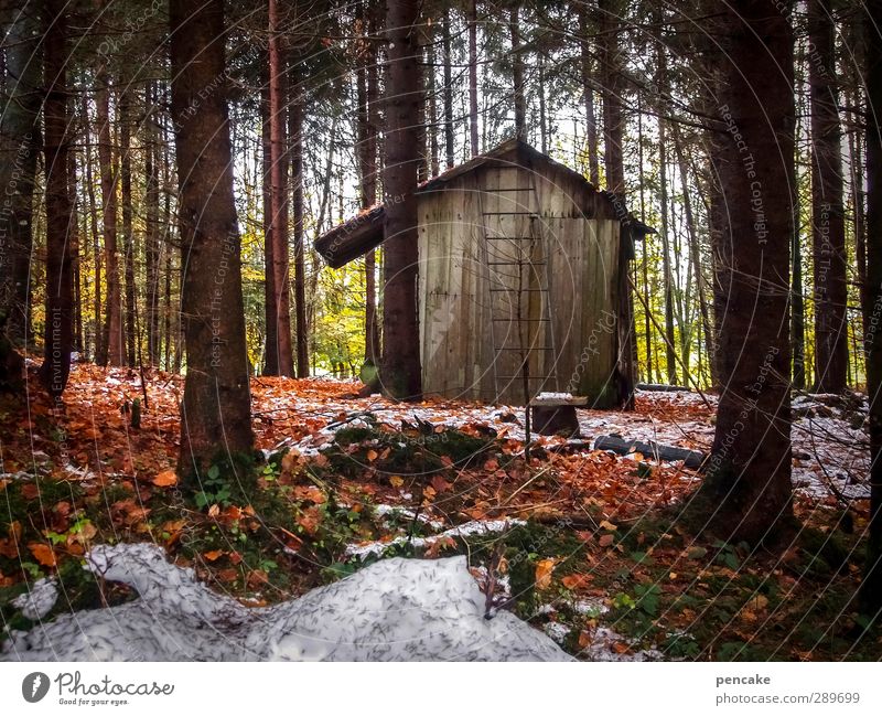 stable Landscape Autumn Winter Ice Frost Snow Tree Forest Oasis Deserted Hut Wood Modest Hope Beech leaf Fir tree Spruce Ladder Barn Loneliness Safe haven
