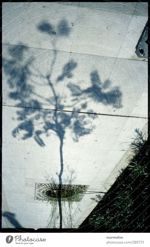 . . .and the shadow of a . . . Lifestyle Art Environment Nature Plant Animal Tree Pedestrian Blossoming To enjoy Esthetic Exceptional Eroticism Moody Town