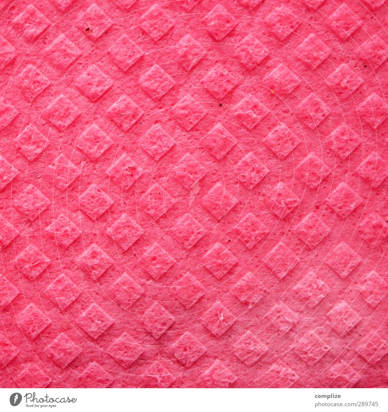sow Workplace Kitchen Mother Adults Sex Juicy Clean Pink Sponge Floor cloth Colour photo