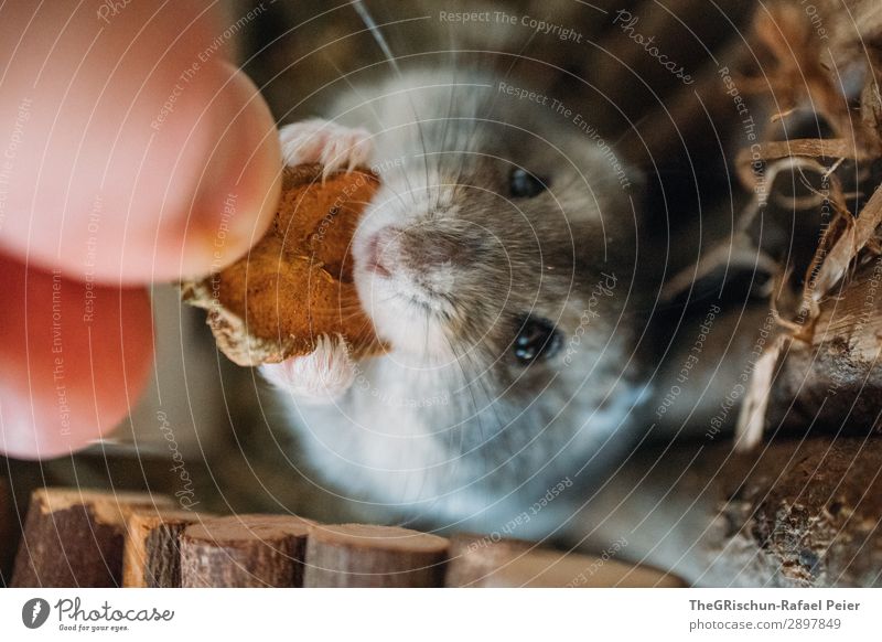hamsters Animal Pet 1 Brown Gray Black Silver Feeding Hamster Rodent Appetite Hand Living thing Cute Colour photo Deserted Animal portrait
