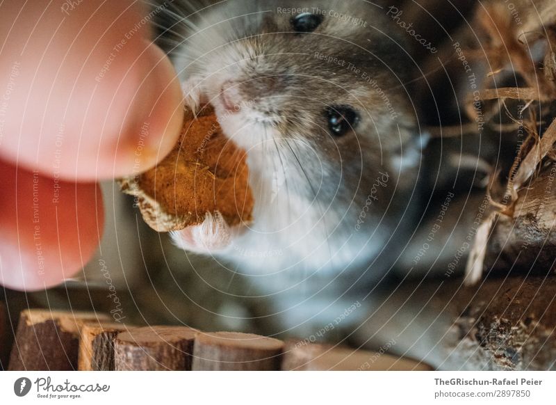 hamsters Animal Pet 1 Gray Black Silver Hamster Rodent Eating Feet Eyes Hand Stop Appetite Cute Caress Colour photo Deserted Blur Animal portrait