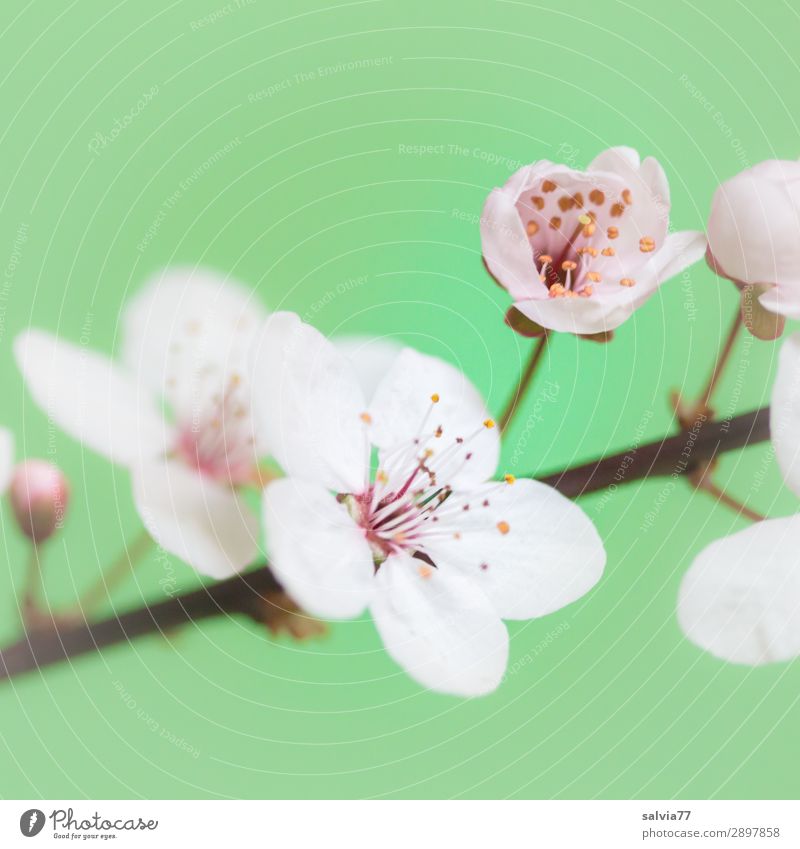 cherry blossoms Harmonious Well-being Senses Fragrance Mother's Day Nature Plant Spring Blossom Twig Cherry blossom Garden Blossoming Fresh Positive Green White