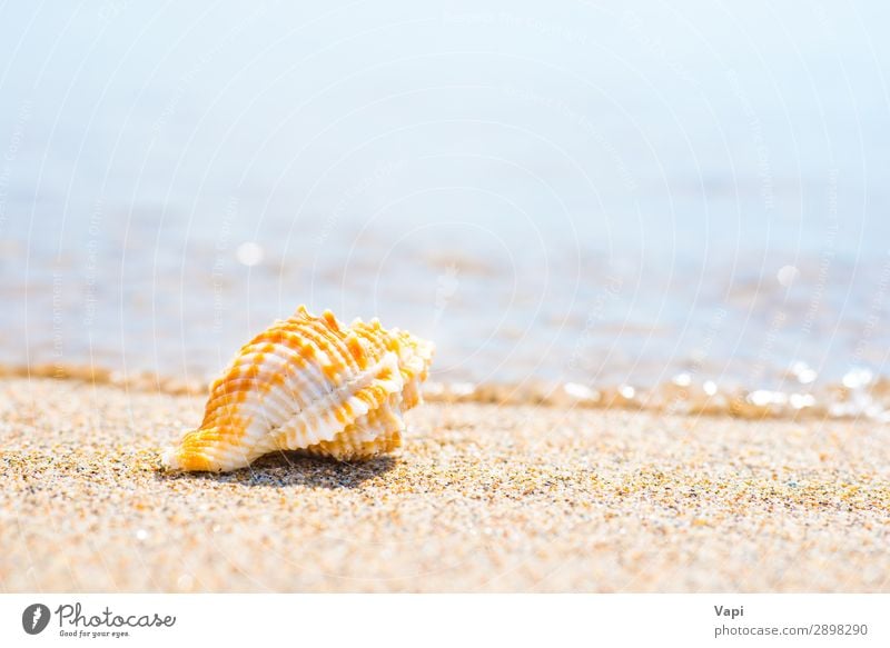 Macro shot of shell at sand beach Lifestyle Beautiful Relaxation Leisure and hobbies Vacation & Travel Tourism Trip Adventure Summer Summer vacation Beach Ocean