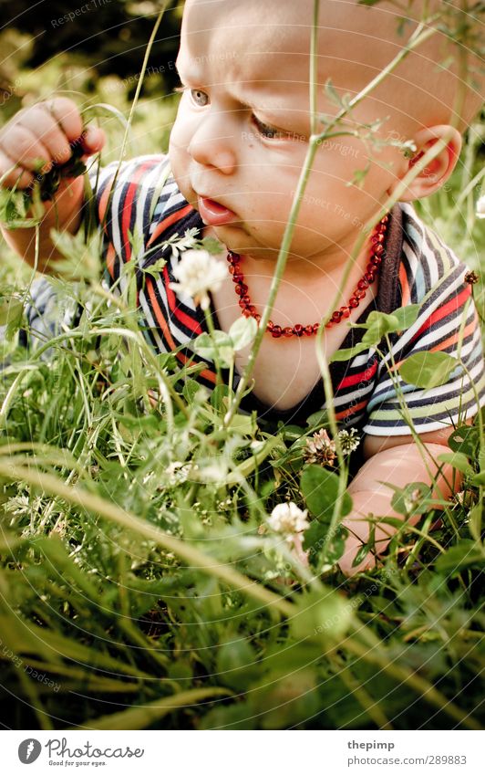 Deep jungle Masculine Baby Boy (child) Infancy Head 1 Human being 0 - 12 months Environment Nature Earth Summer Grass Meadow Observe Touch Discover Crawl Study