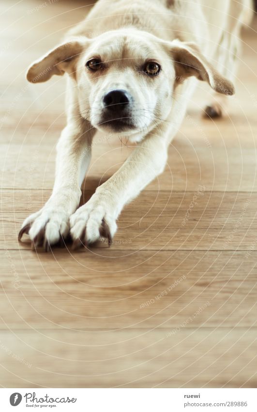 Mixed breed dog in yoga pose from frontal perspective Brunette Blonde Short-haired Animal Pet Dog Crossbreed 1 Wood Observe Thin Curiosity Above pretty Brown