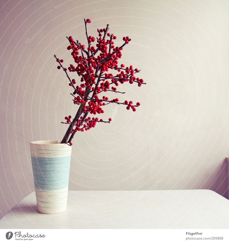 For grandma's grave Plant Blossoming Decoration Table Bright Red White Rawanberry Vase Empty Wall (building) Branch Window board Light Colour photo