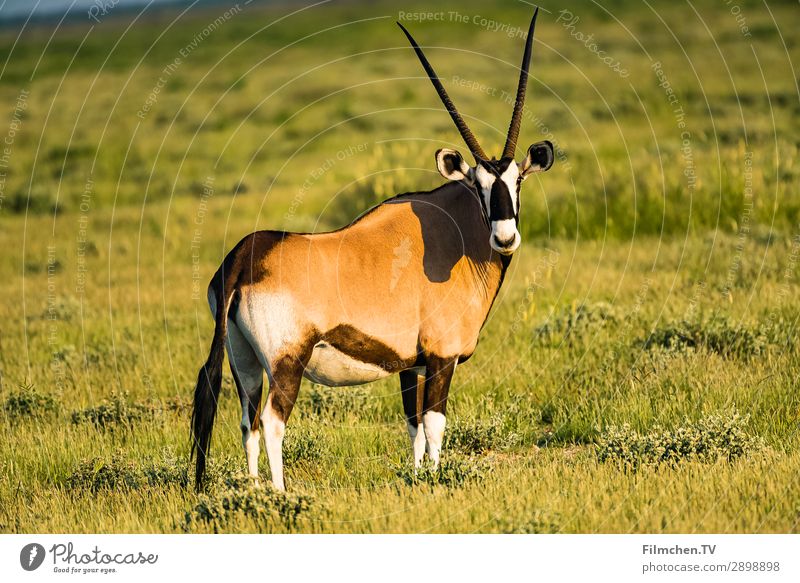 oryx Nature Drought Animal Wild animal Gemsbok 1 Esthetic Africa Etosha pan Namibia travel Colour photo Exterior shot Close-up Deserted Morning
