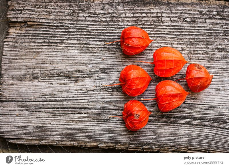 Arrow form made of red Physalis on grey wood Lifestyle Environment Nature Plant Spring Summer Autumn Climate change Foliage plant Sign Contentment Idea Identity