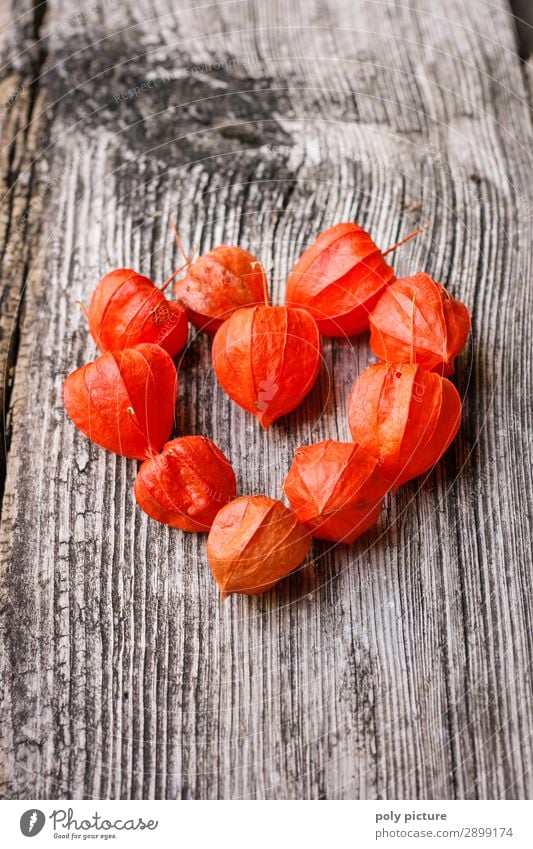 Physalis in heart form Environment Nature Spring Summer Autumn Plant Wild plant Wood Sign Emotions Happy Happiness Together Love Infatuation Loyalty Hope Belief