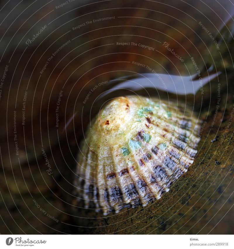 SHELTER Waves Coast Mussel 1 Animal Authentic Glittering Natural Moody Colour photo Close-up Deserted Copy Space top Blur Deep depth of field