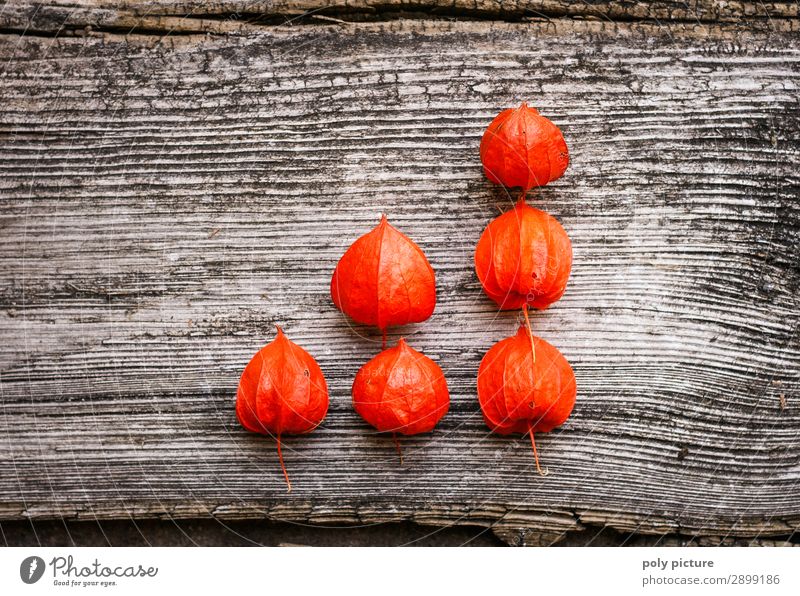 red Physalis in diagram form on grey wood Environment Nature Landscape Plant Spring Summer Autumn Climate change Foliage plant Sign Beginning Business Identity