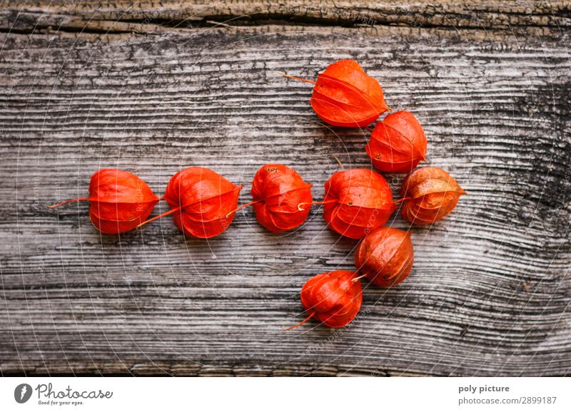 Physalis in arrow form Nature Plant Spring Summer Autumn Climate change Wood Sign Advancement Freedom Leisure and hobbies Uniqueness Inspiration Desire Time