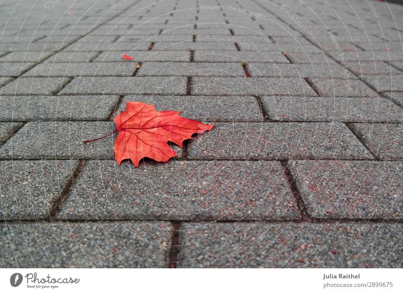 Lonely leaf Nature Plant Autumn Leaf Stone Under Gray Red Colour photo Multicoloured Exterior shot Close-up Detail Structures and shapes Deserted Copy Space top