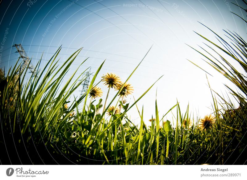 Look up Environment Nature Landscape Plant Sky Cloudless sky Spring Grass Wild plant Dandelion Garden Meadow Observe Think Dream Blue Yellow Green Colour photo
