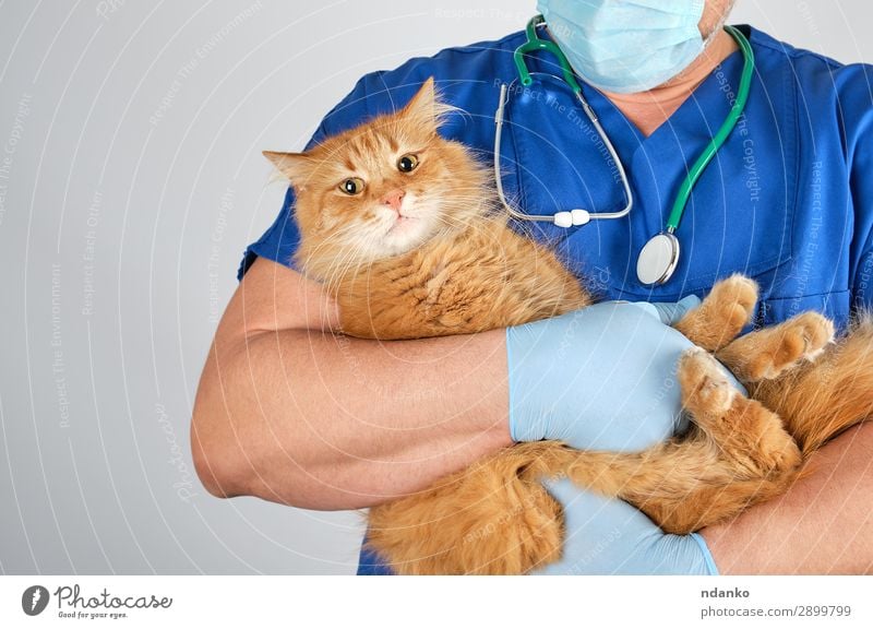 doctor in blue uniform holding fluffy red cat Medical treatment Illness Medication Doctor Hospital Human being Man Adults Hand 18 - 30 years