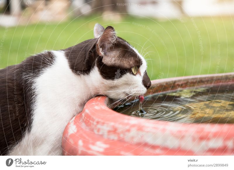 Cat drinking a water from the jar. Drinking Garden House building Nature Animal Summer Grass Pet Animal face 1 Fresh Natural Cute Brown White Colour Delightful