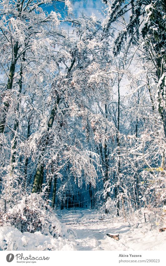 winter wonderland Winter Forest Deciduous forest Nature Natural Blue White Brown Sky Beautiful weather
