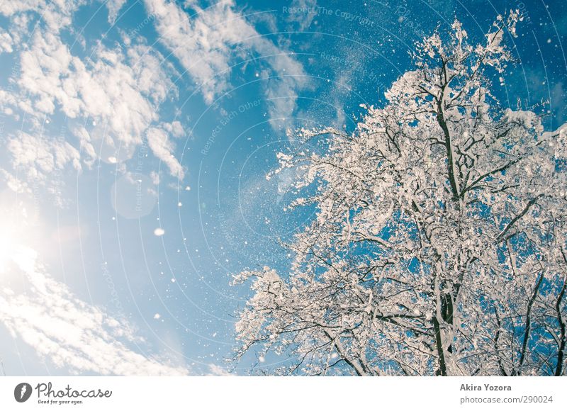 snow Tree Nature Snow Snowfall Sky Clouds Beautiful weather Landscape