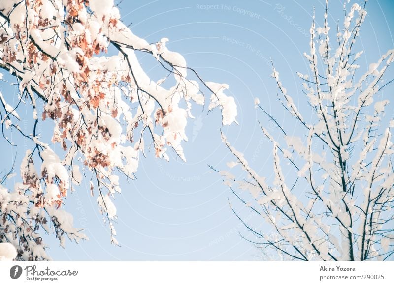 Dreamlike piece of winter Winter Snow Leaf Sky Cloudless sky Branch Tree Nature Natural