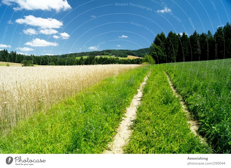 partly cloudy Environment Nature Landscape Plant Sky Clouds Summer Weather Beautiful weather Warmth Grass Bushes Foliage plant Meadow Field Forest Hill