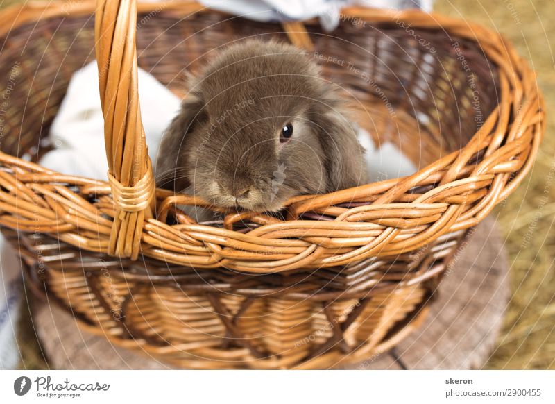 cute Bunny in a basket Lifestyle Shopping Entertainment Feasts & Celebrations Easter Fairs & Carnivals Animal Pet Farm animal Animal face 1 Baby animal Observe
