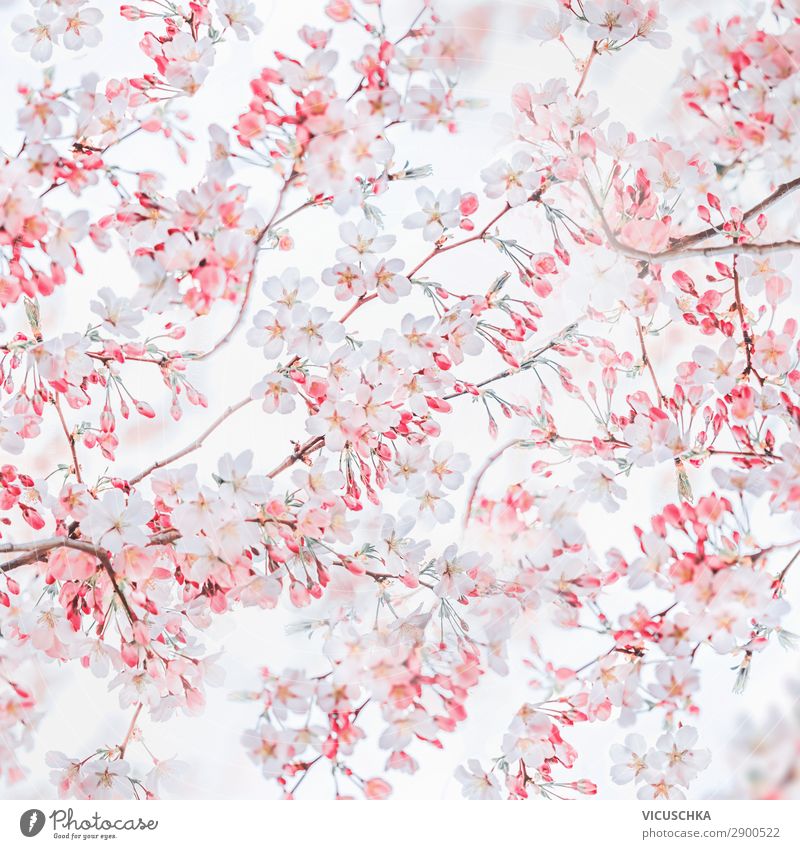 Spring nature background with pink white blossom of cherry trees. Springtime nature. Cherry blossom pattern abstract almond manner beautiful beauty bloom