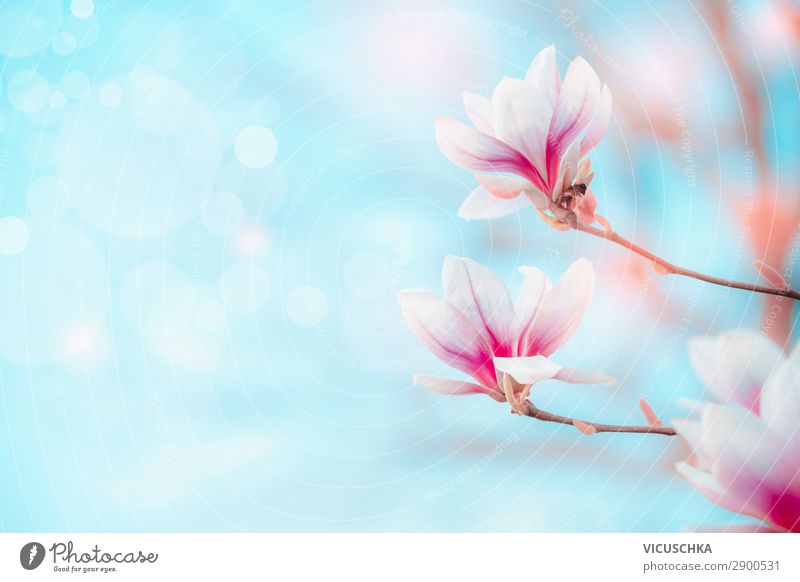 Spring nature background with magnolia flowers Lifestyle Design Nature Plant Beautiful weather Flower Blossom Garden Park Blue Pink White Background picture