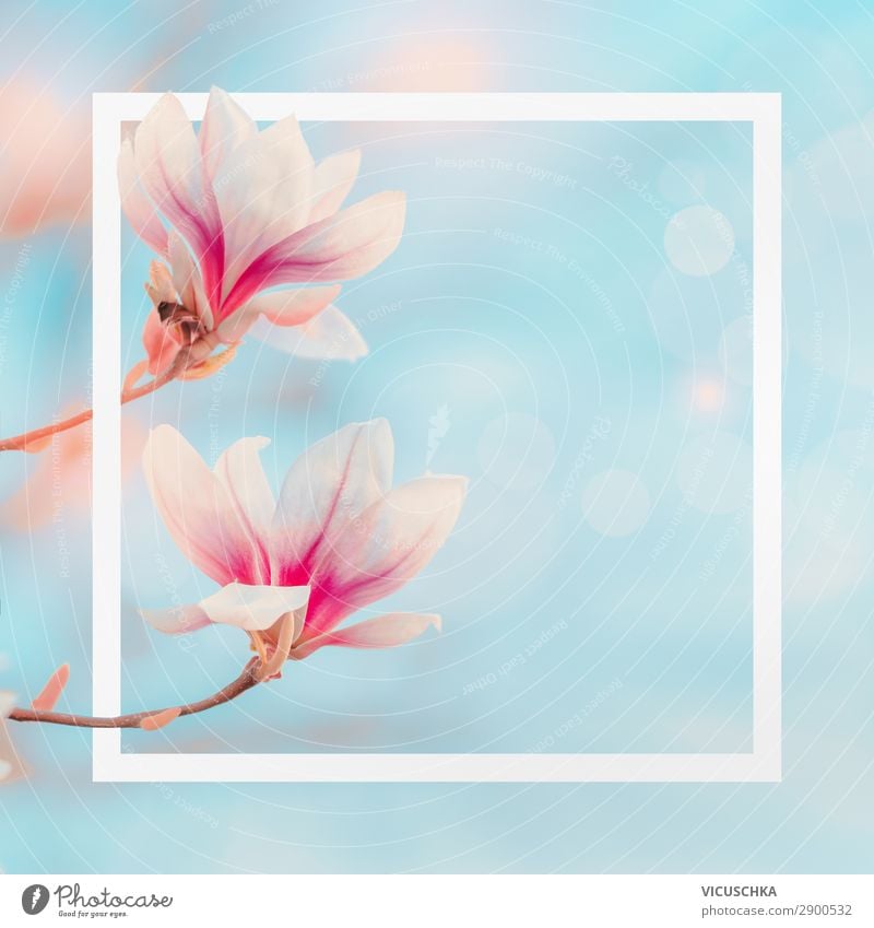 White frame with magnolia flowers Style Design Summer Garden Nature Plant Spring Flower Bushes Leaf Blossom Park Blossoming Pink Background picture