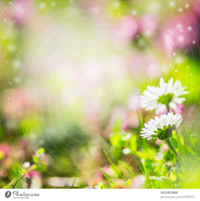 Summer Background with Daisies Style Design Garden Nature Plant Spring Flower Grass Park Blossoming Soft Yellow Pink Background picture Daisy Blur Frame Green